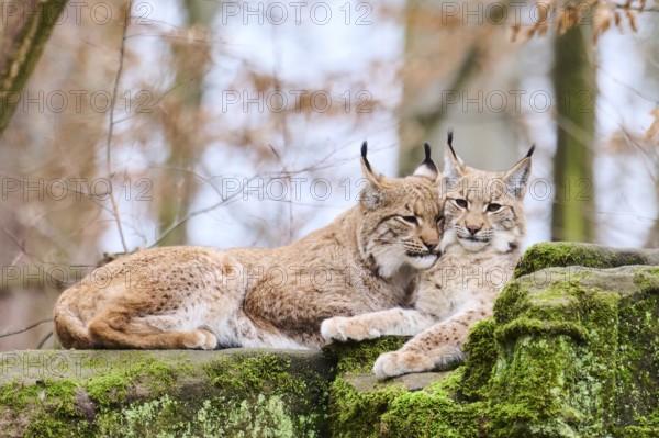 Eurasian lynx (Lynx lynx) mother with her youngster lying on a rock, Bavaria, Germany, Europe
