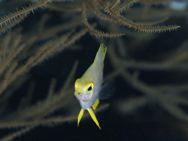 A single fish with yellow fins, Golden damselfish (Amblyglyphidodon aureus) juvenile, swimming in