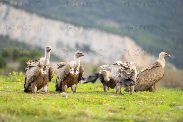 Gathering of griffon vultures (Gyps fulvus) at a meadow in autumn, Pyrenees, Catalonia, Spain,