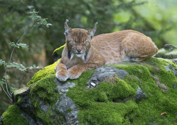 Eurasian lynx (Lynx lynx) lying on a moss-covered rock in the forest and sleeping, Germany, Europe