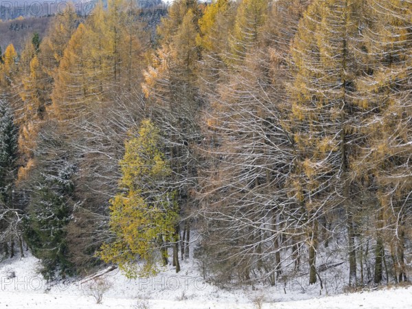 A landscape view of Larch (Larix europaea) trees in autumn colour, with snow covered scenery, in