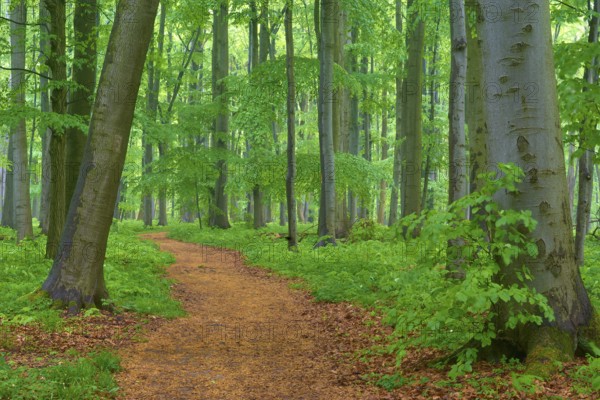 Quiet forest path surrounded by beech trees, spring, Hainich National Park, Thuringia, Germany,