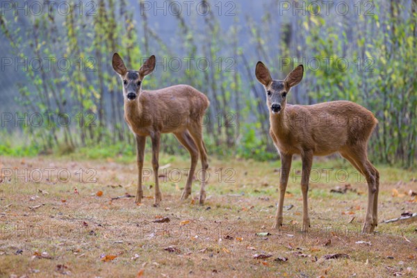 Two roe deer fawns (Capreolus capreolus) cross a meadow
