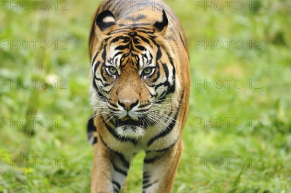 Tiger staring intensely while roaming through grass, Sumatran tiger (Panthera tigris sumatrae),