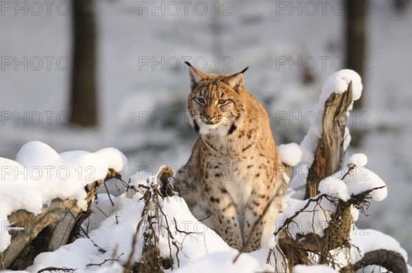A lynx sits amidst snow and tree trunks and looks directly into the camera, Carpathian lynx (Lynx