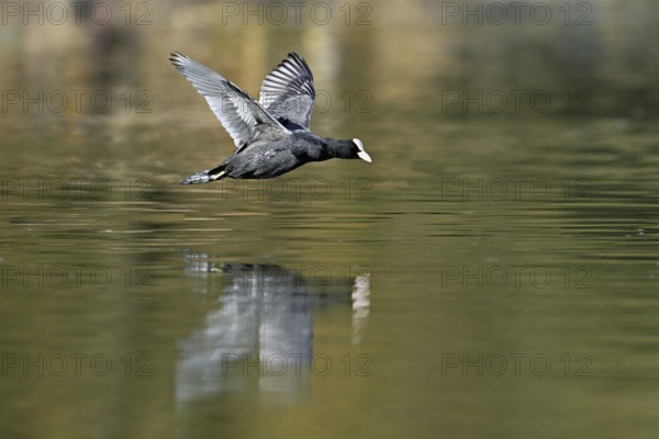 Eurasian Coot (Fulica atra), adult bird flying over the water, Flachsee, Canton Aargau,