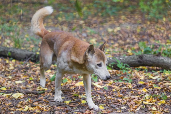 One New Guinea singing dog or New Guinea Highland dog (Canis hallstromi) (Canis dingo hallstromi,