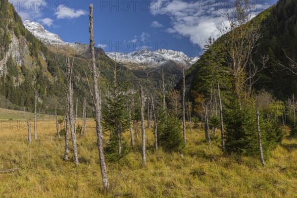View along the Seebach valley with some dead trees in the foreground, Mallnitz, Carinthia, Austria,