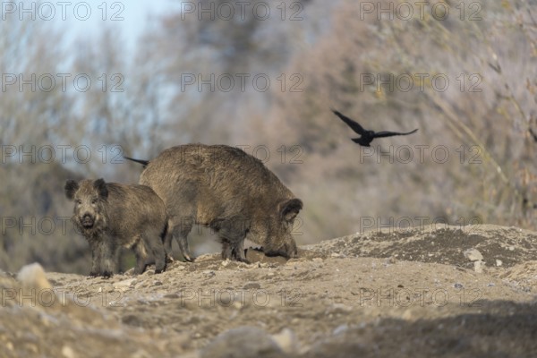 Wild boar or wild pig (Sus scrofa), walking on frosted ground, trees and crows in the background