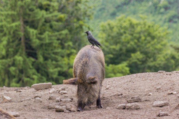 A wild boar or wild pig (Sus scrofa), walks across an opening searching for food. A western jackdaw