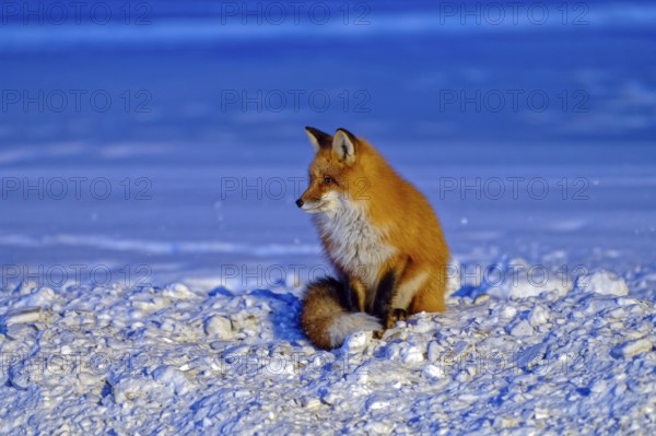 Red fox (Vulpes vulpes), winter, sitting in the snow, evening light, Yukon Territory, Canada, North