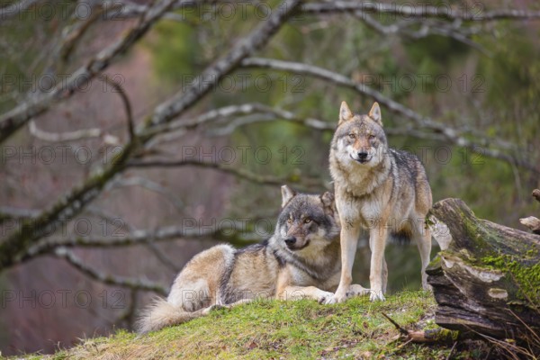 Two eurasian gray wolves (Canis lupus lupus), the alpha couple, stand on top of a small hill