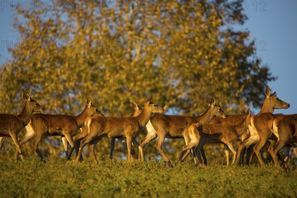 A herd of female red deer standing on a meadow in sweet evening light