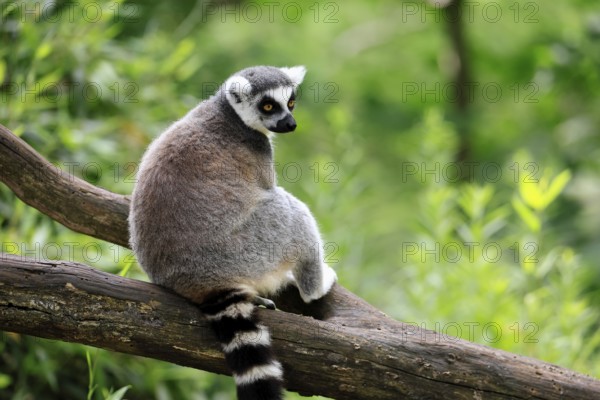 Catta (Lemur catta) adult, sitting on tree, Magaskar