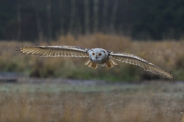 One Siberian Eagle Owl (Bubo bubo sibiricus) flying over tall reed grass lakeshore on an autumnal