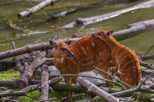 A female adult Congo sitatunga or forest sitatunga, Tragelaphus specii gratus stands with her calf