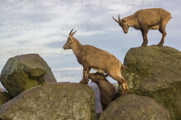 Two ibex (Capra ibex), a male and a female, stand on a rock. The male shows some flehming and