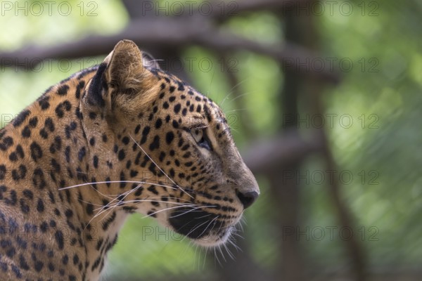 One Sri Lanka Leopard, Panthera pardus kotiya, sideview portrait