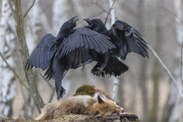 Two common raven (Corvus corax), fighting and feeding on the carcass of a red fox lying on stones