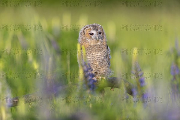 One young Ural owl (Strix uralensis) sitting on a branch lying in a field of flowering lupines in