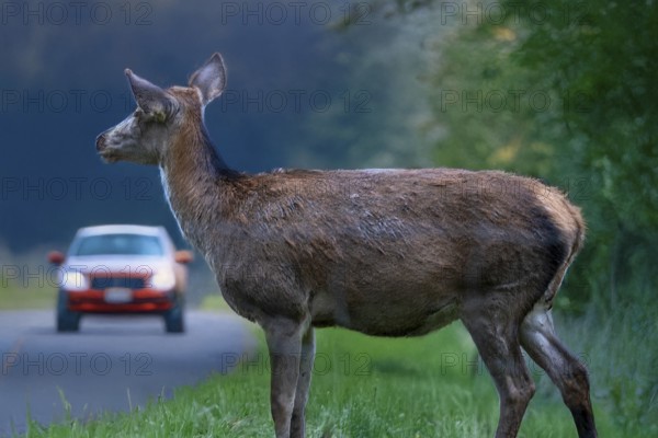 Symbolic image Danger due to deer crossing: A deer stands on a country road with an approaching car