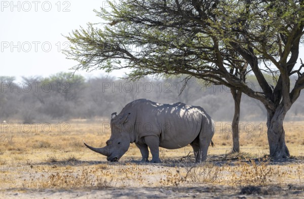 Southern white rhinoceros (Ceratotherium simum simum), rhino in the savannah under a tree, Khama