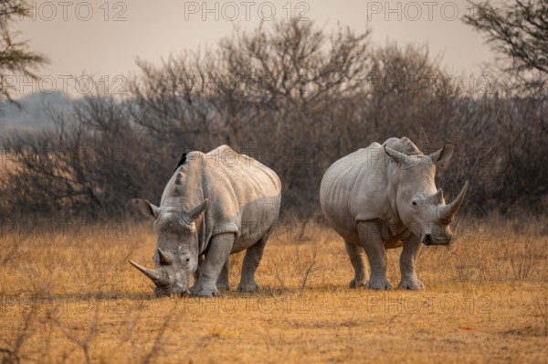 Southern white rhinoceros (Ceratotherium simum simum), two rhinos in the evening light, Khama Rhino