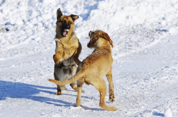 Two dogs play happily in the snow and show lively movements with joyful expressions, German