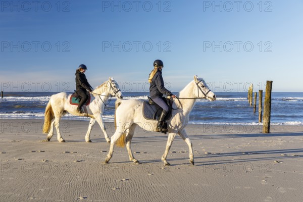 2 riders on a grey horse on the north beach of Norderney, Lower Saxony, Germany, Europe