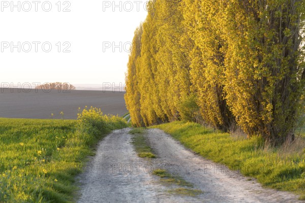 An avenue of poplars (populus) characterising the landscape in the evening light, Lommatzscher