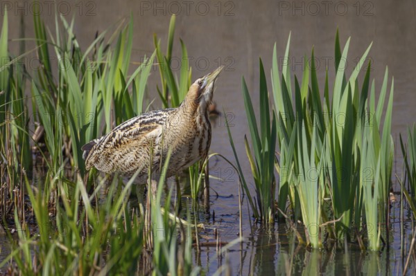 Eurasian or Great bittern (Botaurus stellaris) adult bird in a reedbed in spring, England, United