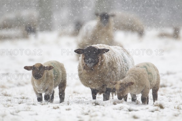 Domestic sheep (Ovis aries) adult mother ewe and two juvenile baby lambs farm animals in a snow