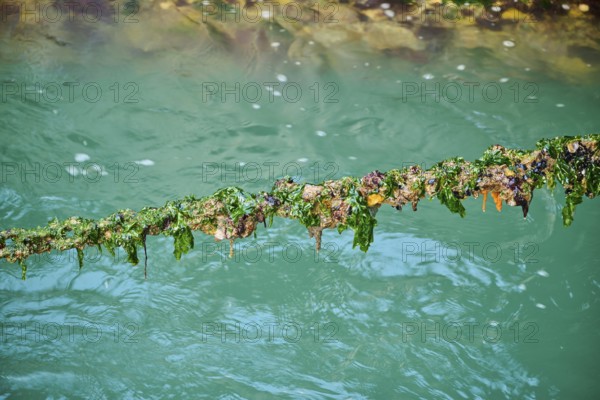 Chain overgrown with algae and shells at the harbor of burano, venice