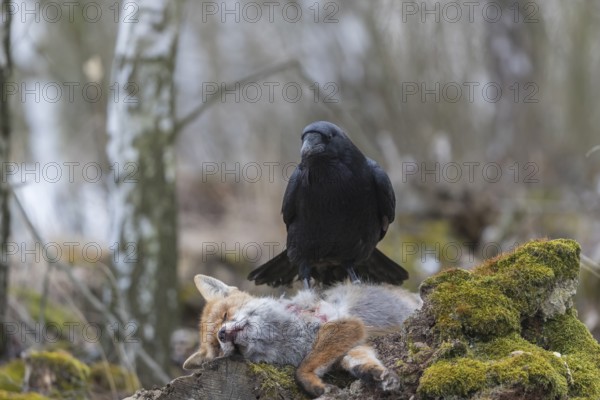 One common raven (Corvus corax), feeding on the carcass of a red fox lying on stones in a forest of