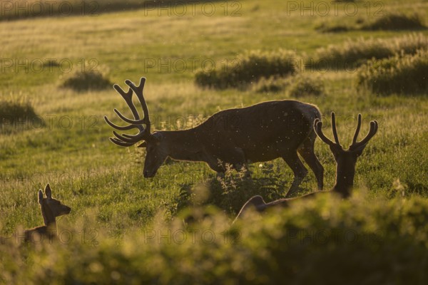 Two male Altai maral, Altai wapiti or Altai elk (Cervus canadensis sibiricus) roaming over a meadow