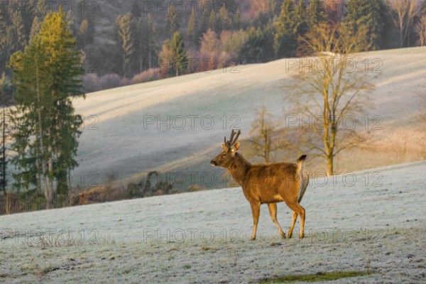 A sambar deer (Rusa unicolor), standing on a frozen meadow in the early morning light