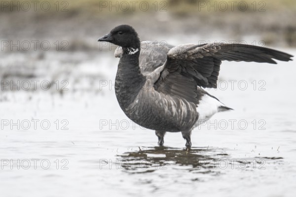 Brent goose (Branta bernicla), Amrum, Schleswig-Holstein, Germany, Europe