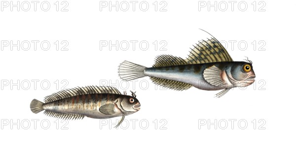 Fish, fishes, left: Blennius gattorugine, the sea deer. right: Blennius ocellaris, the