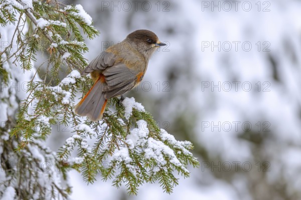 Siberian jay (Perisoreus infaustus, Corvus infaustus) perched in spruce tree in snow covered taiga