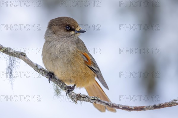 Siberian jay (Perisoreus infaustus, Corvus infaustus) perched in tree in snow covered taiga in