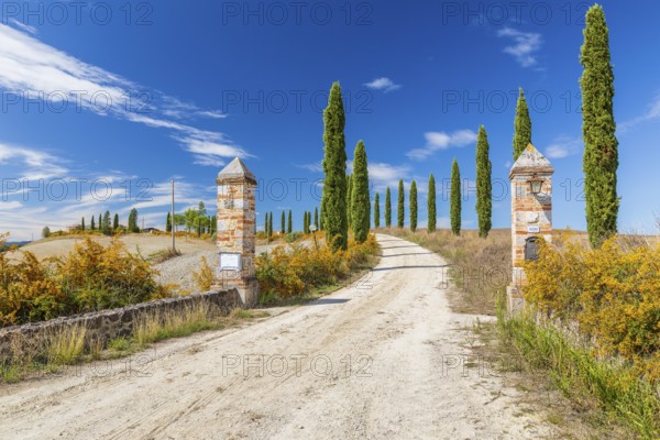 Gateway with avenue of columnar cypresses (Cupressus sempervirens) near Siena, Tuscany, Italy,