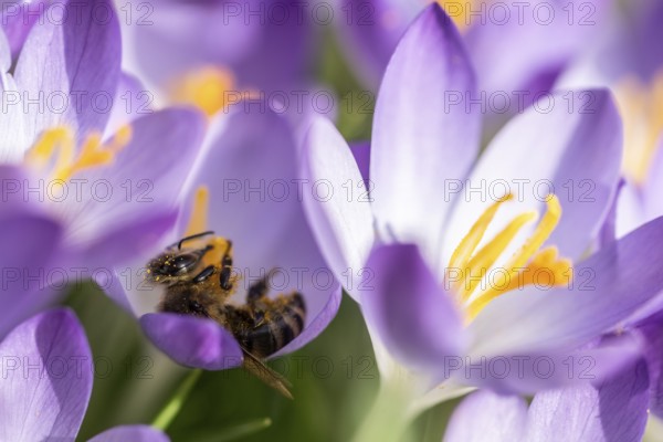 Elfin crocus (Crocus tommasinianus) with honey bee (Apis mellifera), Emsland, Lower Saxony,