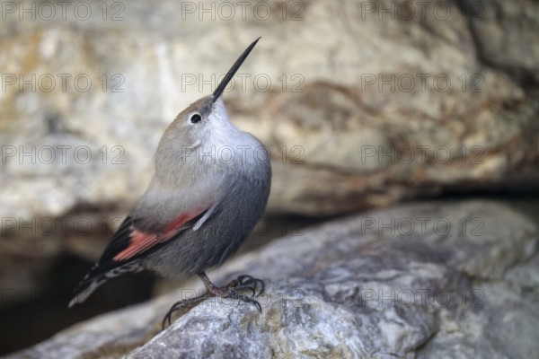 Wallcreeper (Tichodroma muraria), standing on rocks, captive, Alpenzoo Innsbruck, Tyrol, Austria,