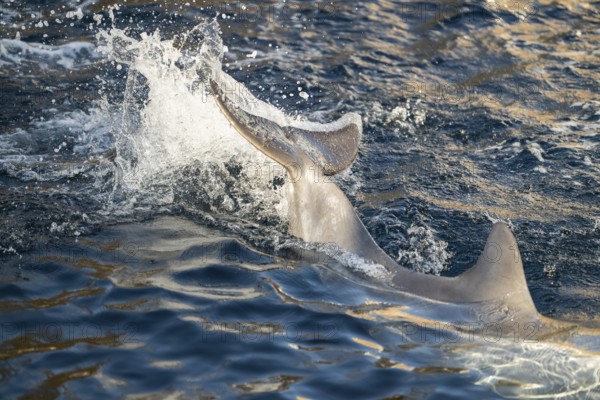 Common bottlenose dolphin (Tursiops truncatus) or Atlantic bottlenose dolphin playing in the water,