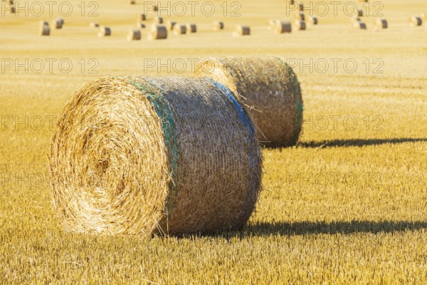 Straw bales on a harvested grain field, stubble field, Nossen, Saxony, Germany, Europe