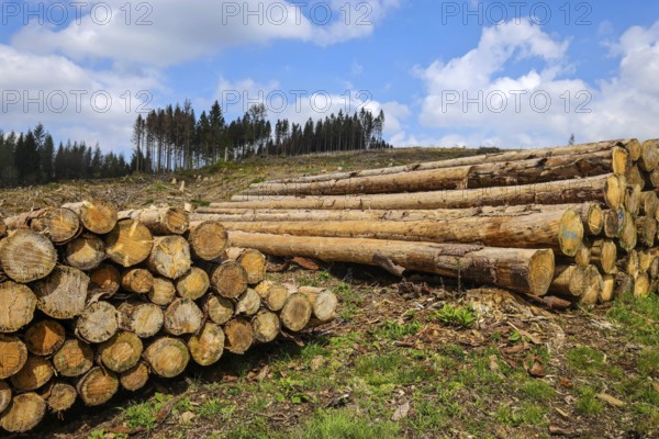 27.04.2022, Hilchenbach, North Rhine-Westphalia, Germany, Forest dieback in the Siegen-Wittgenstein
