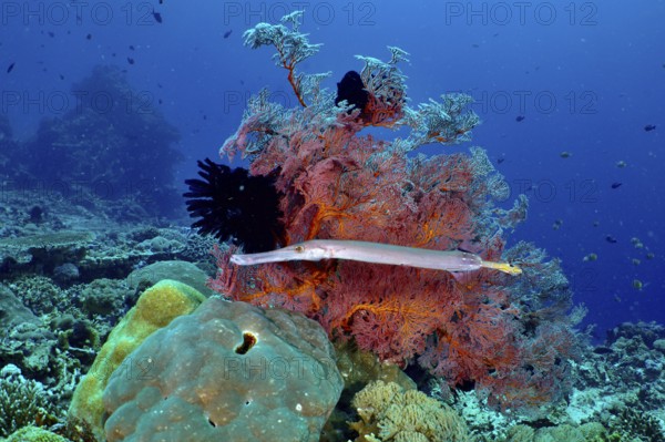 A diverse underwater landscape with colourful corals, Chinese trumpetfish (Aulostomus chinensis)