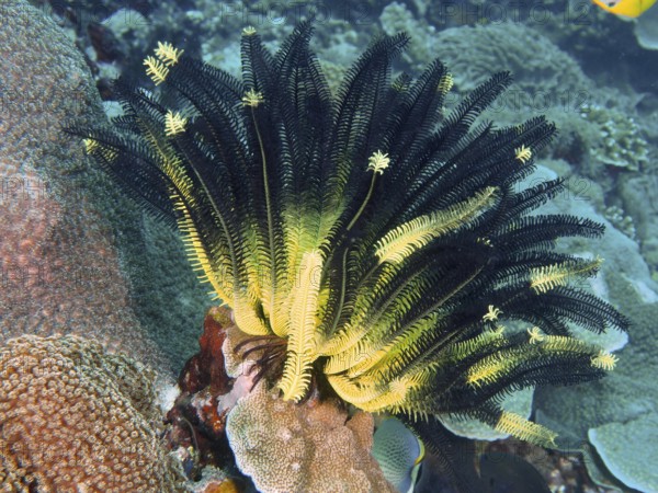 Bright yellow-black Yellow Feather Star, Bushy Feather Star, Variable Yellow Feather Star (Comaster