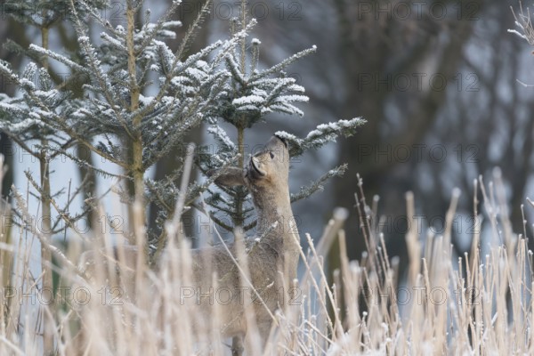 Roe deer between fir trees with hoar frost at minus 15 °C. Feeding on the needles