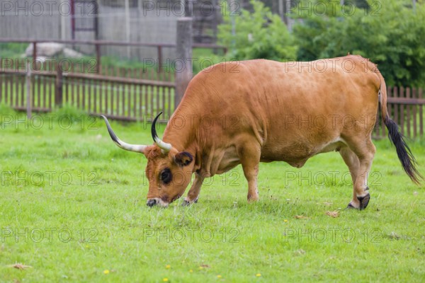 Cachena cattle bull (Bos primigenius taurus), a breed from Portugal and Galicia, Spain, Europe